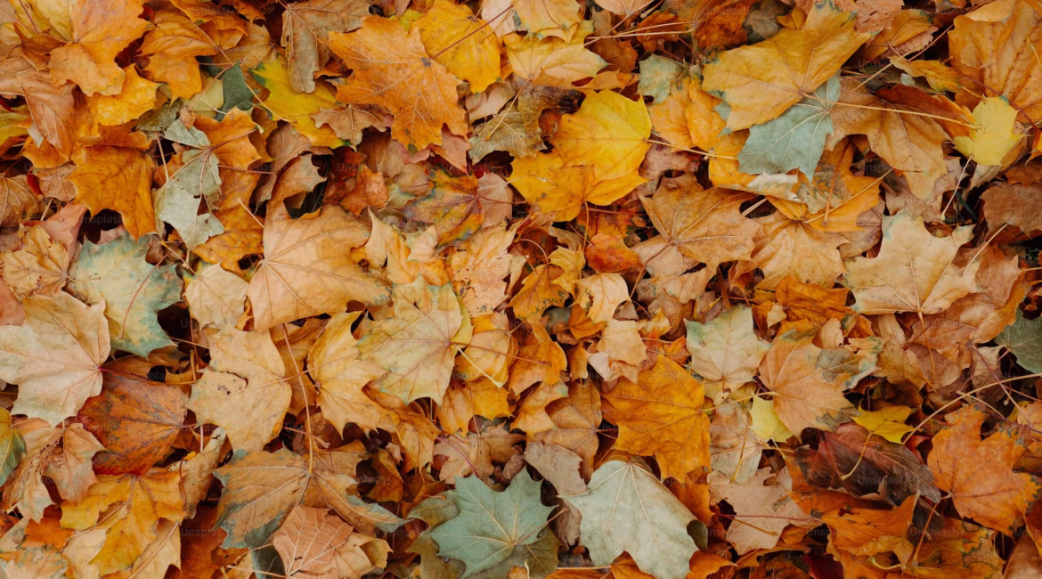 Herfstonderhoud aan je dak: Waarom het belangrijk is om nu actie te ondernemen 1 dakbedekking herfst