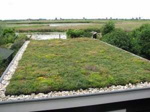 Groene daken en milieuvriendelijke oplossingen 3 sedum dak