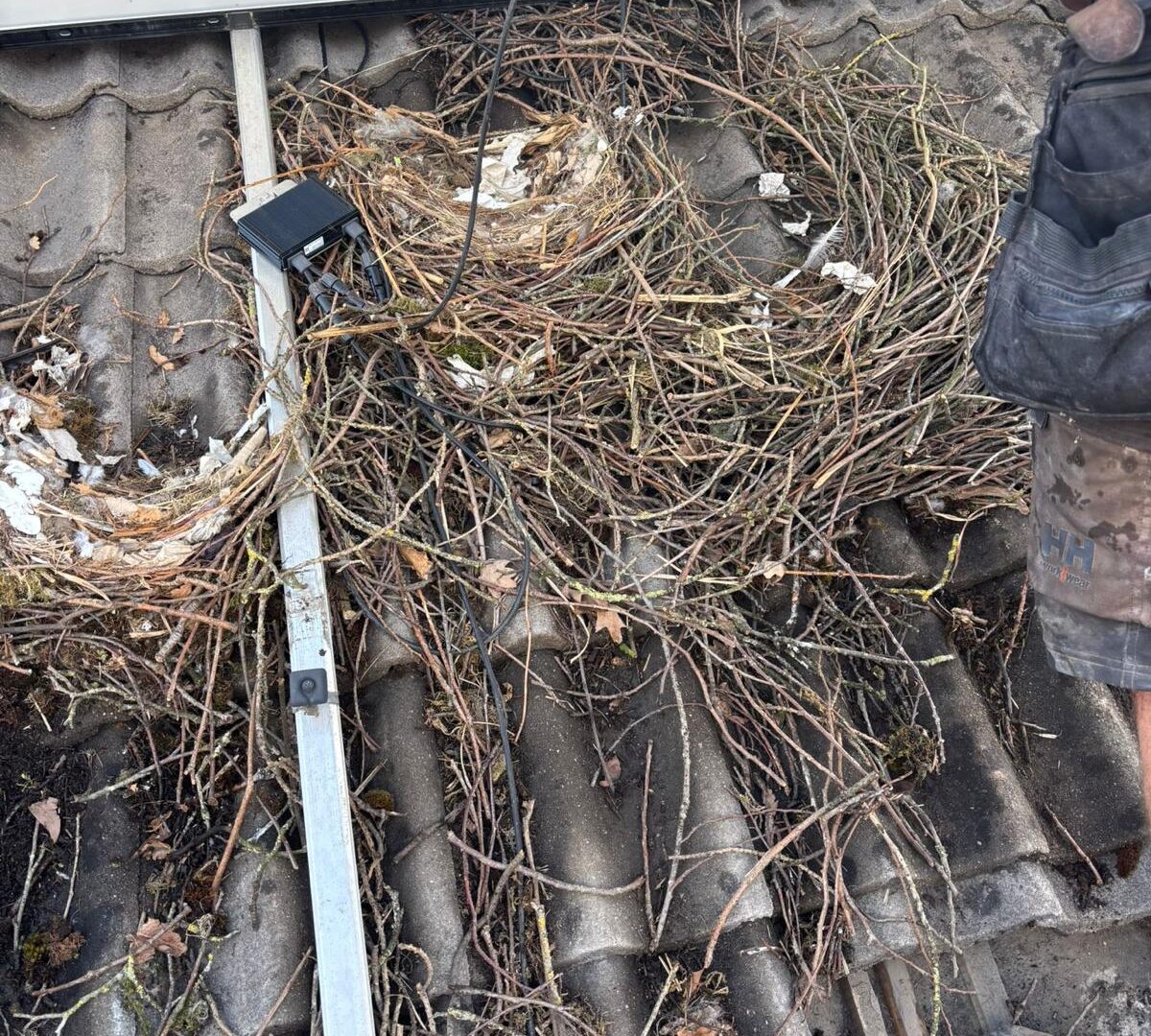 vogelnest onder zonnepaneel-1