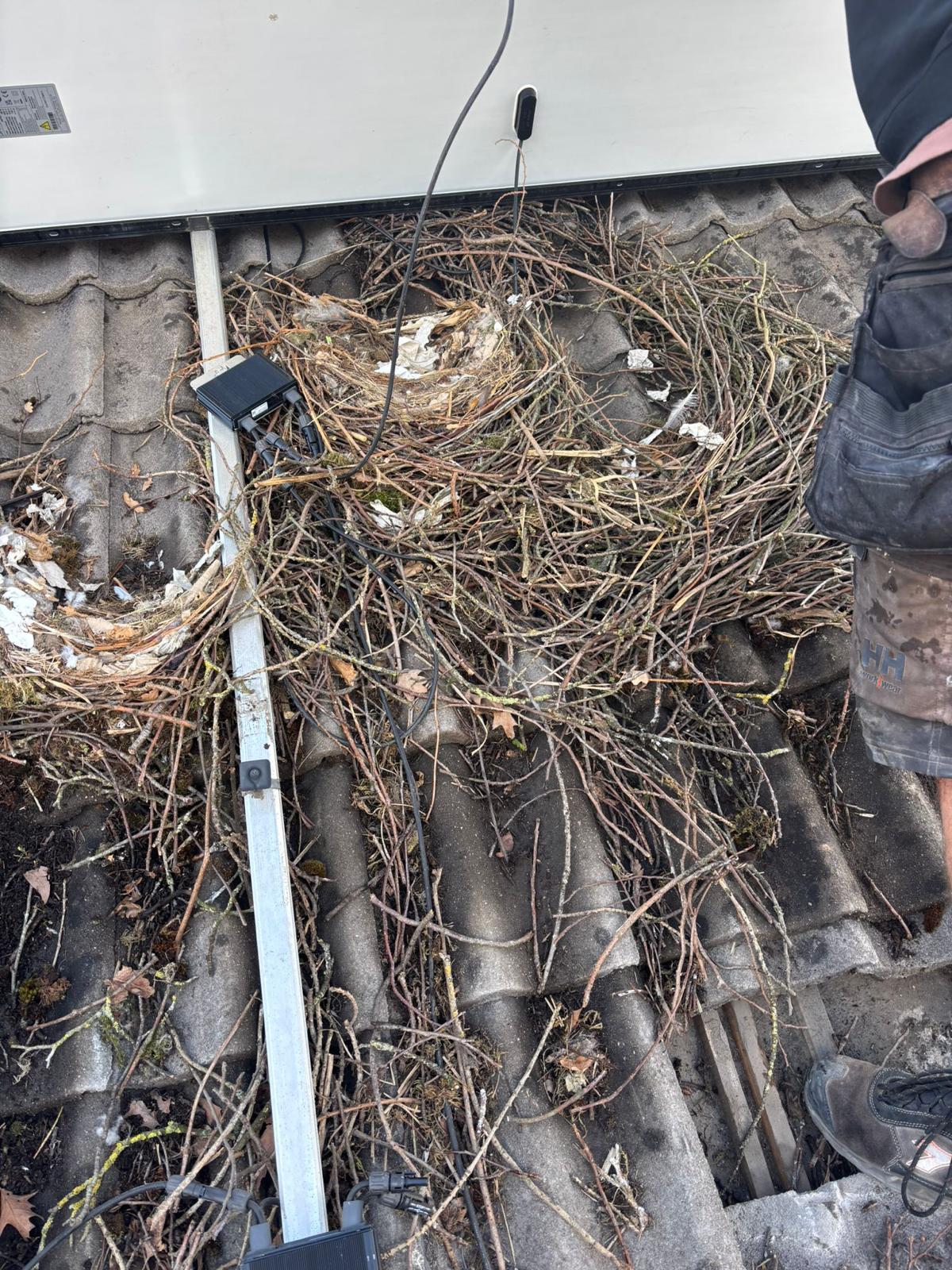 vogelnest onder zonnepaneel-1