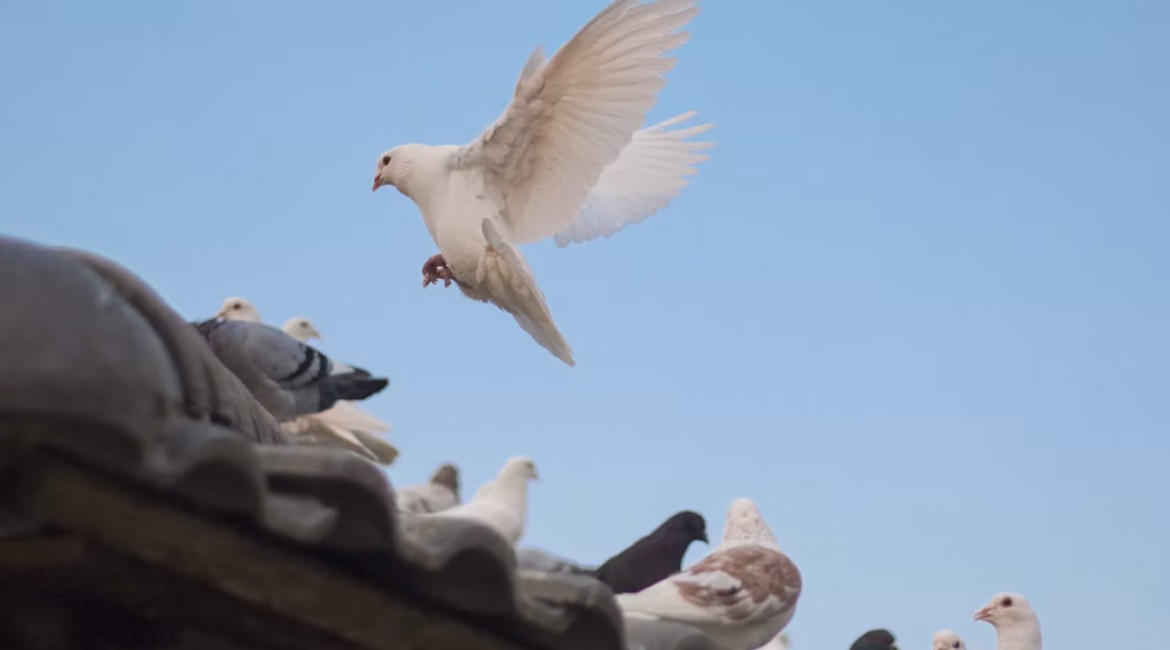 vogelwering dakpannen