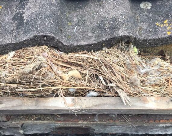 Vogelnest en opgekropt stro onder de dakpannen op het dakbeschot