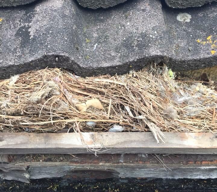 Vogelnest en opgekropt stro onder de dakpannen op het dakbeschot