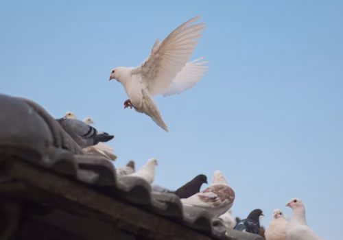 vogelwering dakpannen